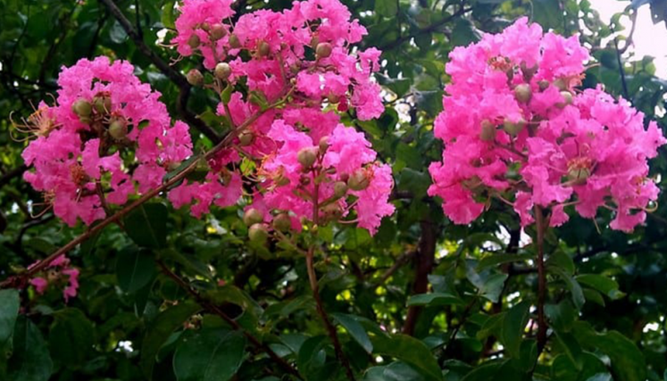 PLANTAS